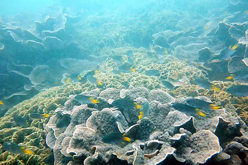 石螺口海滩第 13 张图片