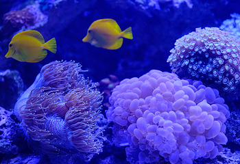 雅加达多媒体水族馆第 9 张图片