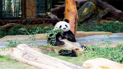 江苏淹城野生动物世界第 101 张图片
