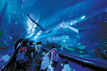 吉隆坡城中城水族馆第 14 张图片