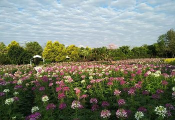 花都香草世界第 109 张图片