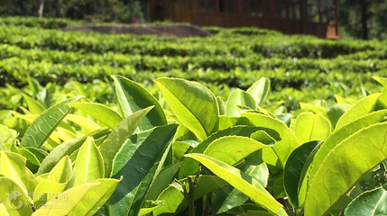 方家茶园第 3 张图片