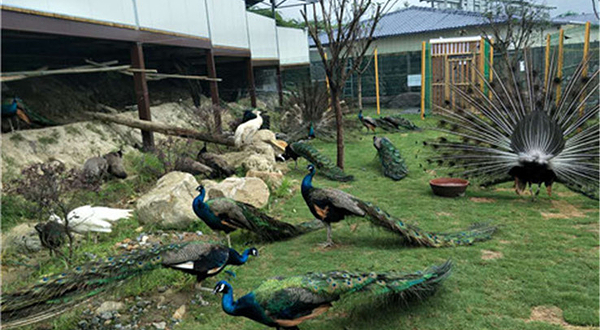 小池培斜动物园