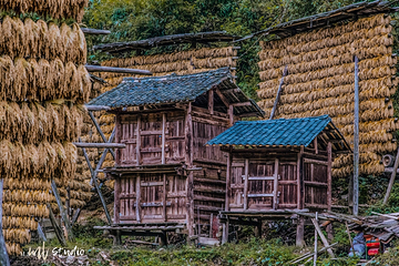 龙脊梯田风景名胜区-金坑梯田第 25 张图片