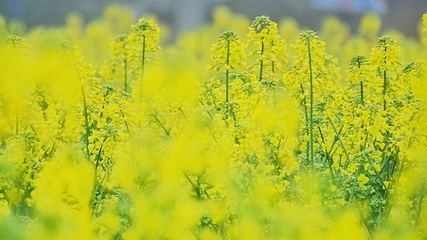 无锡阳山桃花源景区第 2 张图片