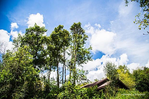 普洱国家公园犀牛坪景区