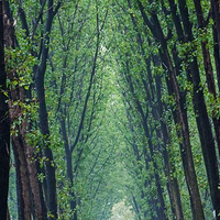 商丘黄河故道国家森林公园