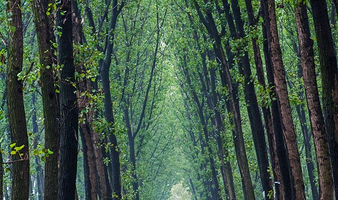 商丘黄河故道国家森林公园