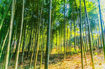 树山生态村第 51 张图片