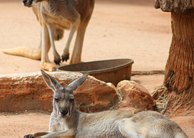 圣安东尼奥动物园