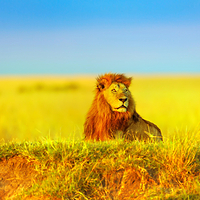 马赛马拉国家保护区