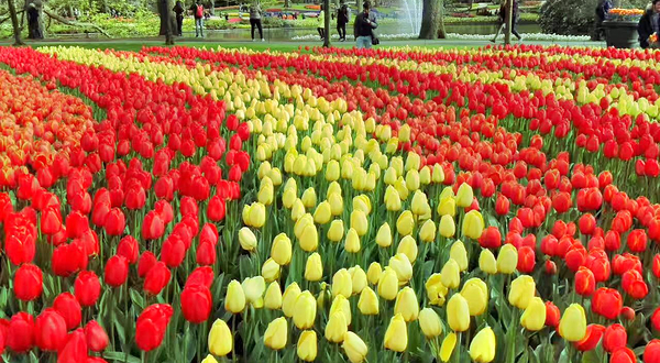 普罗雅庭妖媚花仙谷