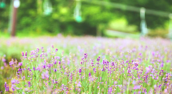 玉原薰衣草公园