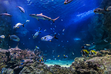 悉尼水族馆第 1 张图片