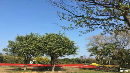 花都香草世界第 67 张图片