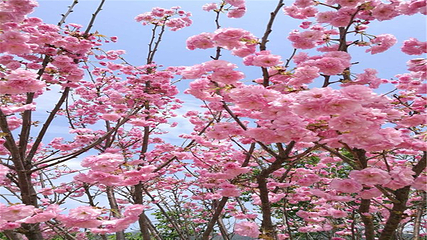 岳阳樱花园第 35 张图片