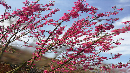 岳阳樱花园第 33 张图片