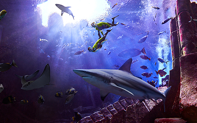 三亚亚特兰蒂斯失落的空间水族馆第 152 张图片