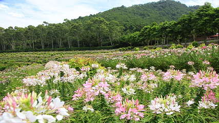 雁南飞茶田景区第 31 张图片
