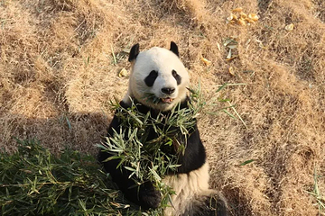 泰山天颐湖旅游度假区第 17 张图片
