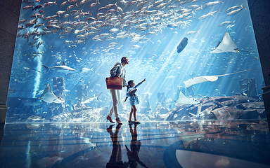 三亚亚特兰蒂斯失落的空间水族馆第 77 张图片