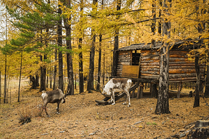 得耳布尓兴安神鹿园