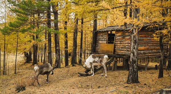 得耳布尓兴安神鹿园