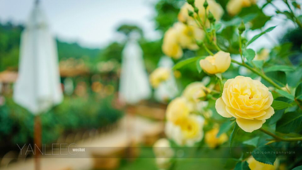 足利花卉公园第 6 张图片
