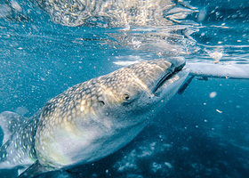 奥斯洛布鲸鲨观赏