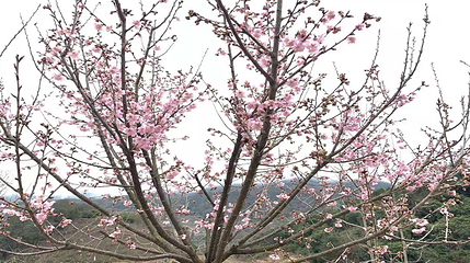 温州樱花园第 13 张图片