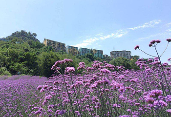清溪谷旅游区-花田酒地景区第 43 张图片