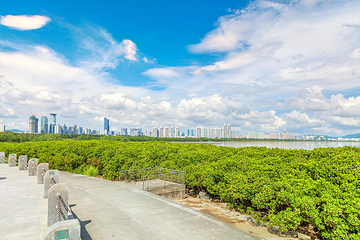 深圳湾公园第 14 张图片