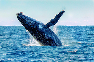 杰维斯湾观鲸游船