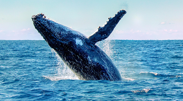 杰维斯湾观鲸游船