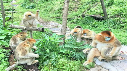 皇冠朝阳沟金丝猴科普基地第 1 张图片