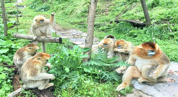 皇冠朝阳沟金丝猴科普基地