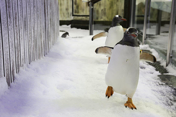 悉尼水族馆第 17 张图片