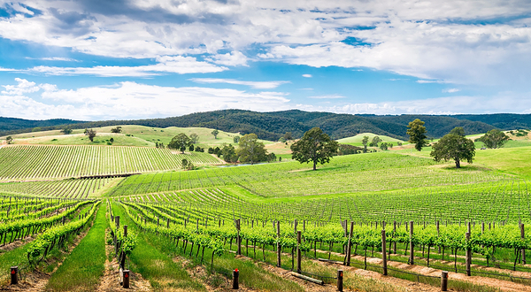 芭萝莎山谷酒庄