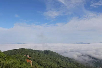石祖禅茶园第 26 张图片