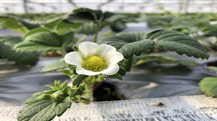白鹤草莓园第 3 张图片
