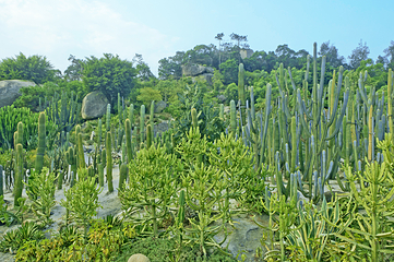 厦门园林植物园第 120 张图片