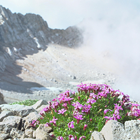 特罗姆瑟北极-高山植物园
