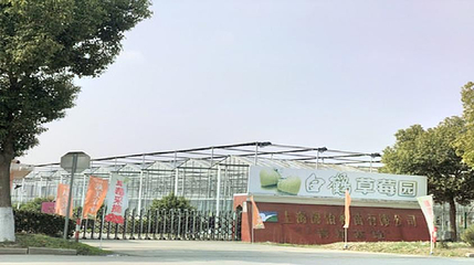 白鹤草莓园第 1 张图片