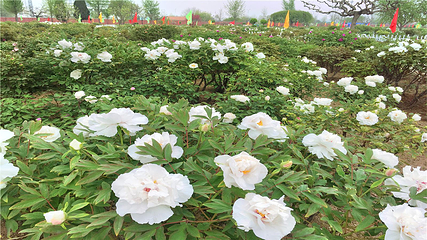曹州百花园第 9 张图片