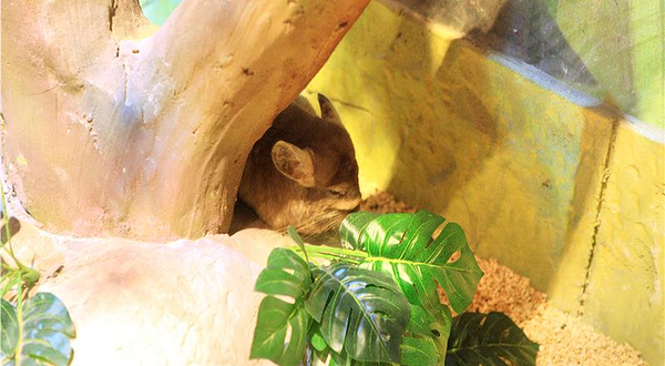 张家港萌宠动物园