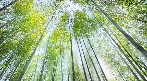 浙东大竹海景区