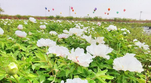 金陵国卉牡丹园