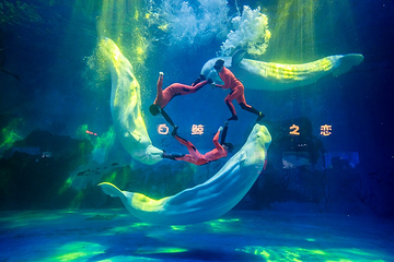 海合安天津极地海洋公园第 148 张图片
