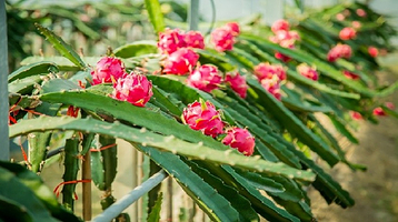 合庆火龙果庄园