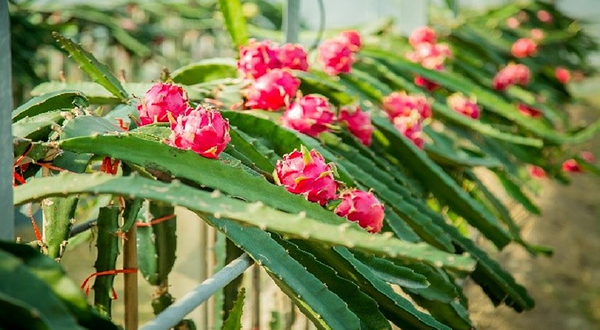 合庆火龙果庄园